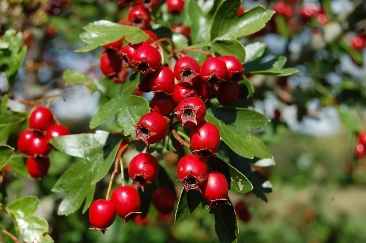 Biancospino