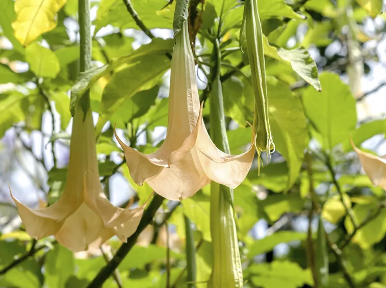 Fiori brugmansia