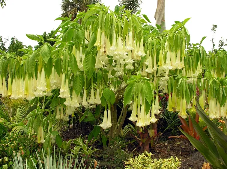 Datura pianta