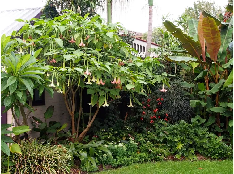 Arbusto datura