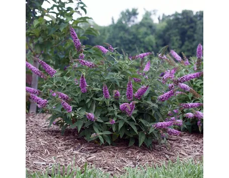 Buddleia fioritura