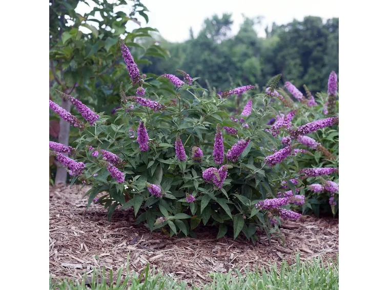 Buddleia fioritura