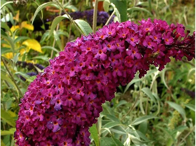 Buddleia fiori pianta