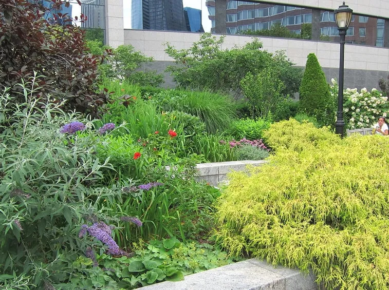 Coltivazione giardino buddleia