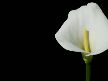 Fiore della Calla.
