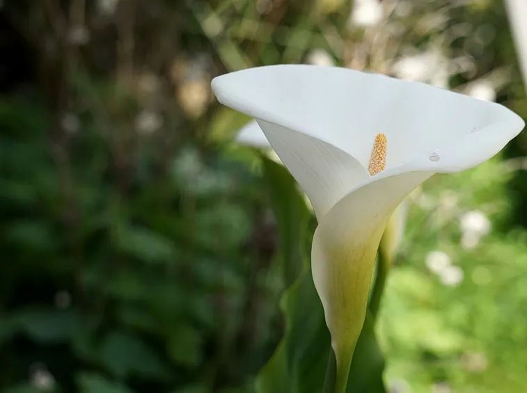 calla fiorita