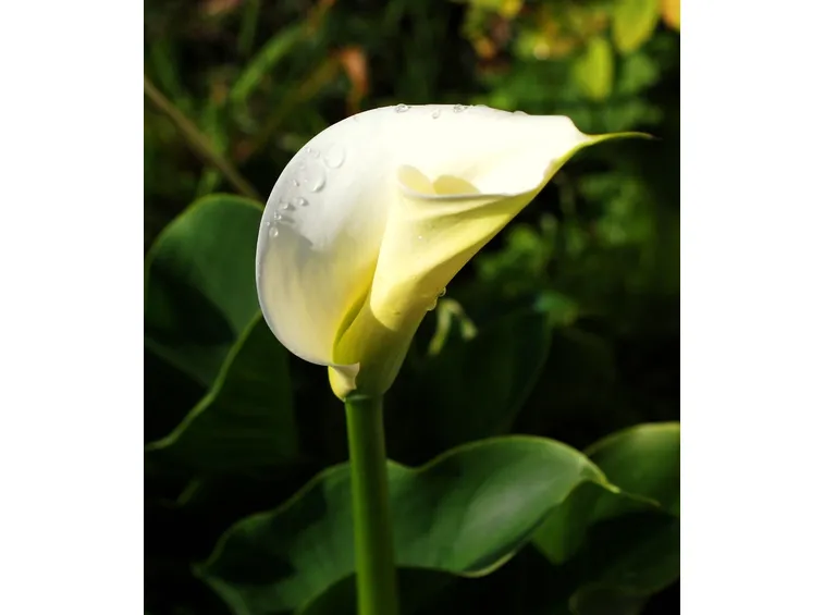 Bacche dell'arum italicum in giardino!