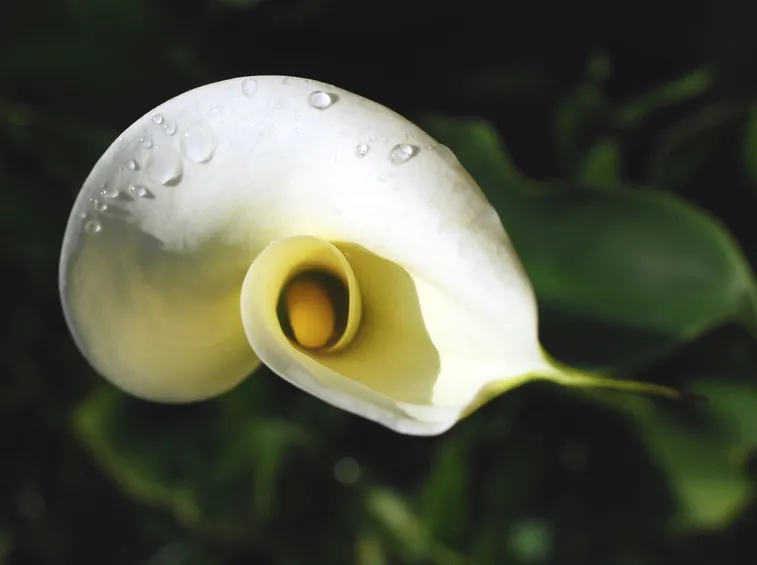 Cespuglietto di foglie con venature biancastre