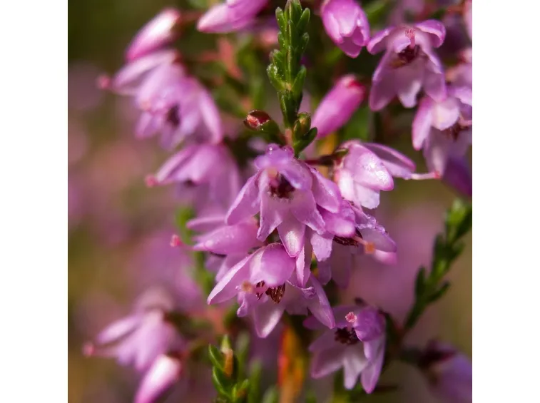 Germogli calluna vulgaris