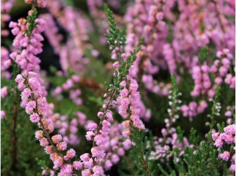 Calluna vulgaris fiore