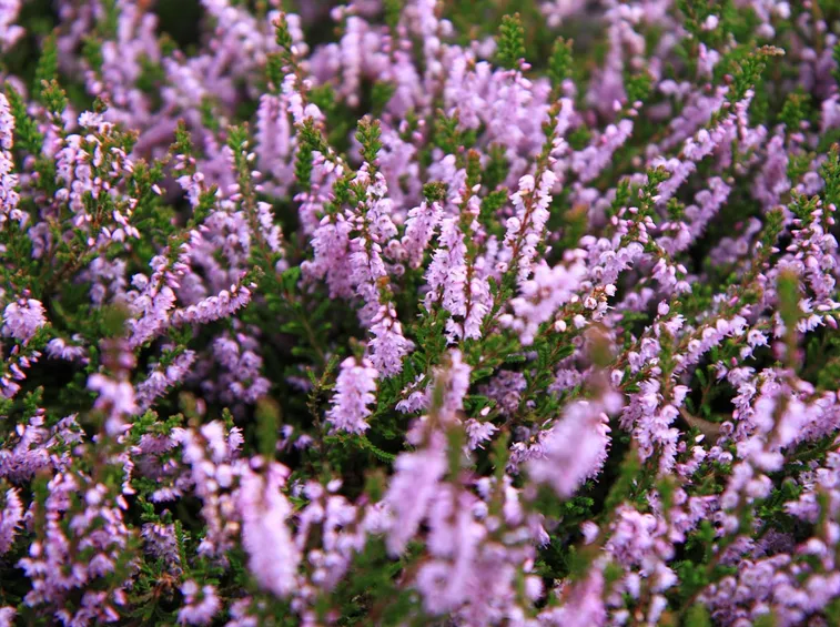 Fiore brugo