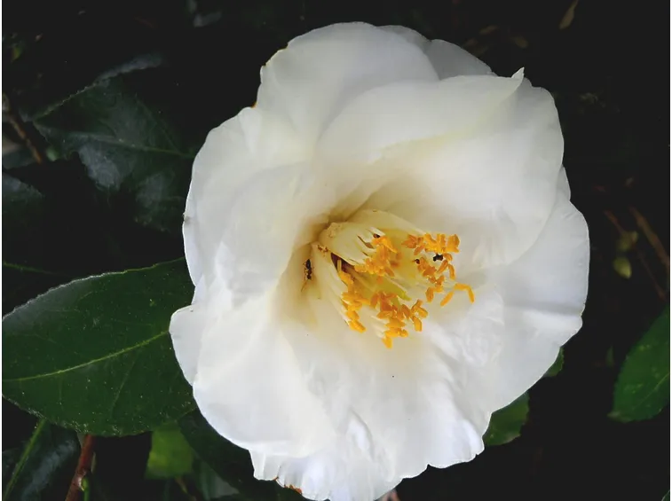 camelia bianca