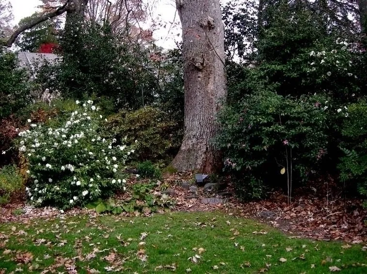 pianta di camelia bianca in giardino