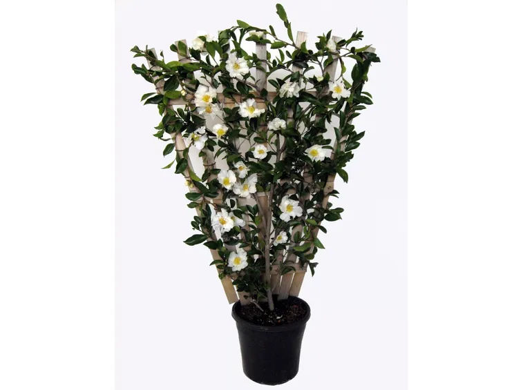 pianta di camelia in vaso