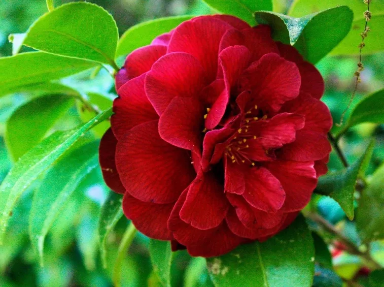 Camelia Japonica