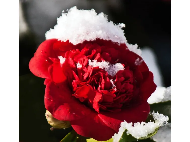 camelia rossa