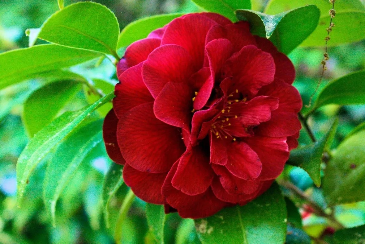 Camelia Japonica