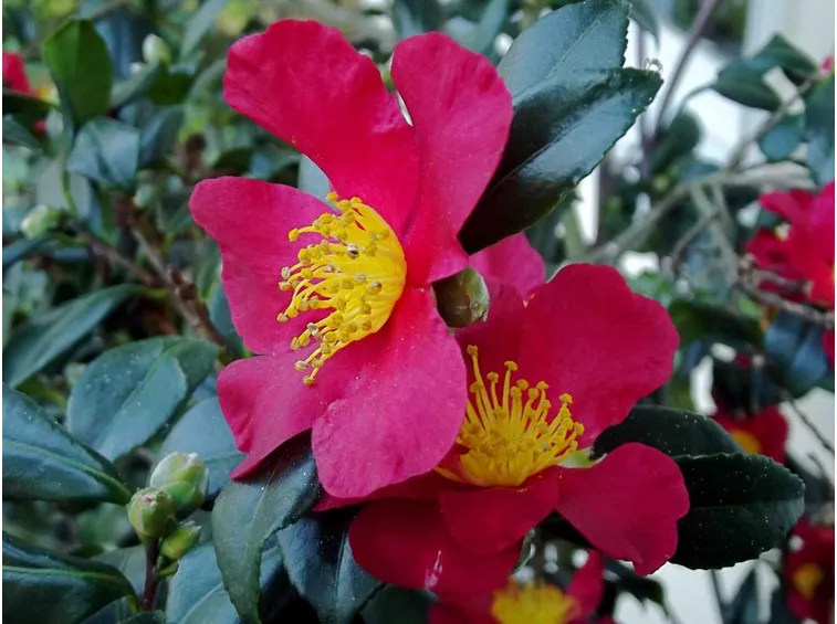 camelia sasanqua