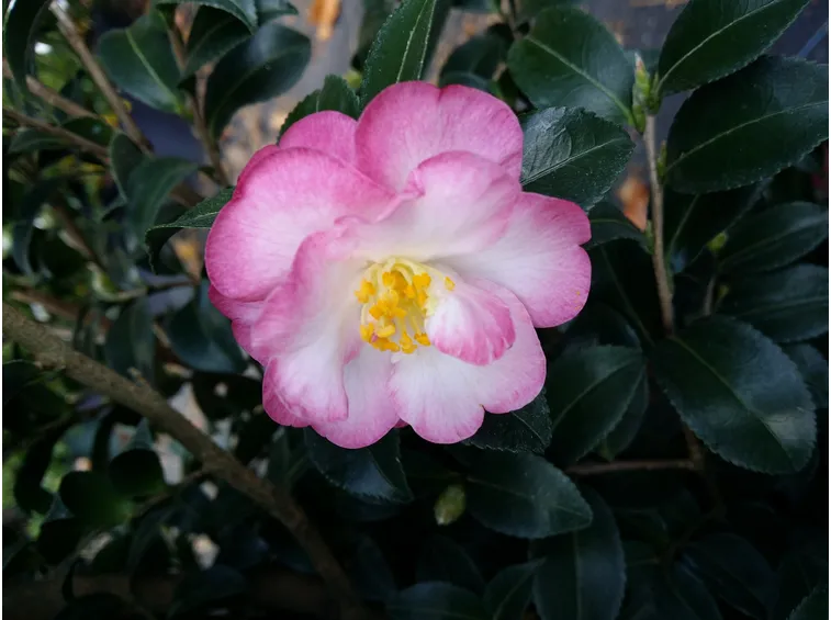 camelia sasanqua