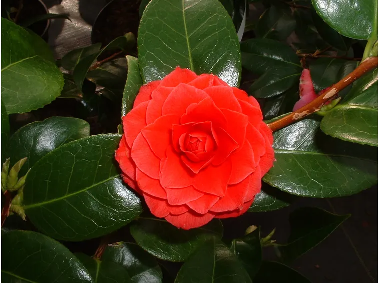 fiori camelia