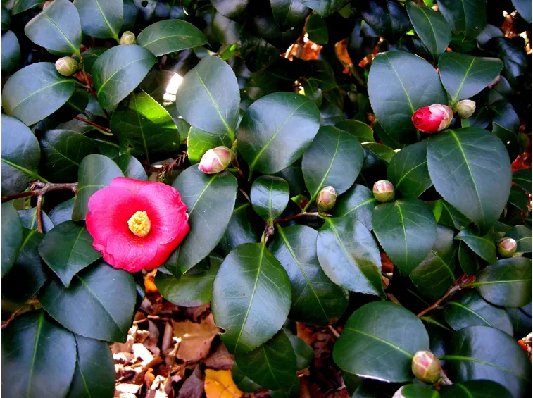 camelia japonica