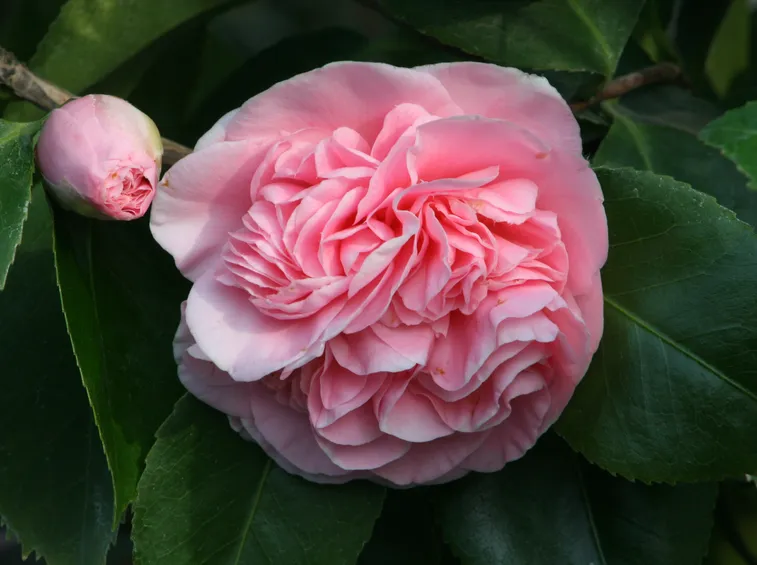 camelia japonica