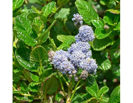 Fiori foglie Ceanothus