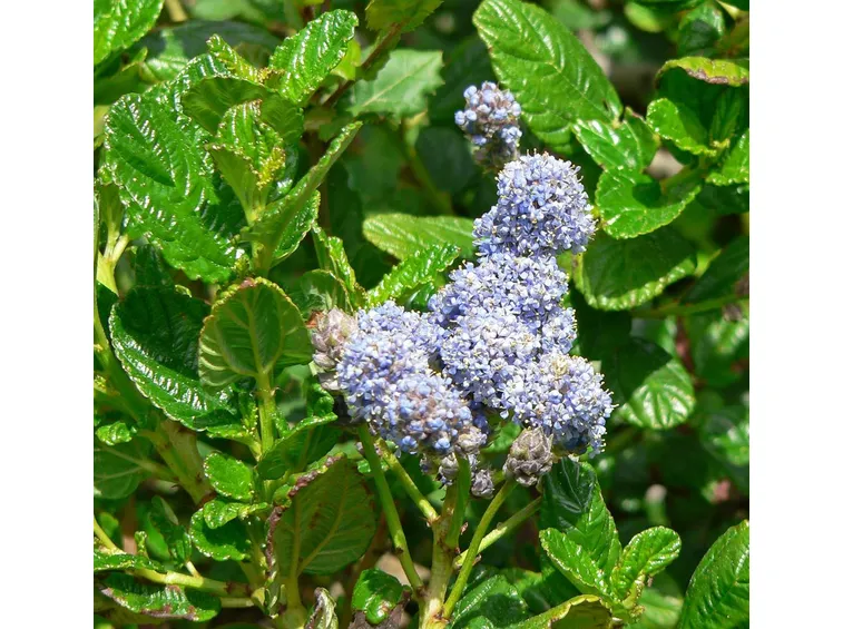 Fiori foglie Ceanothus