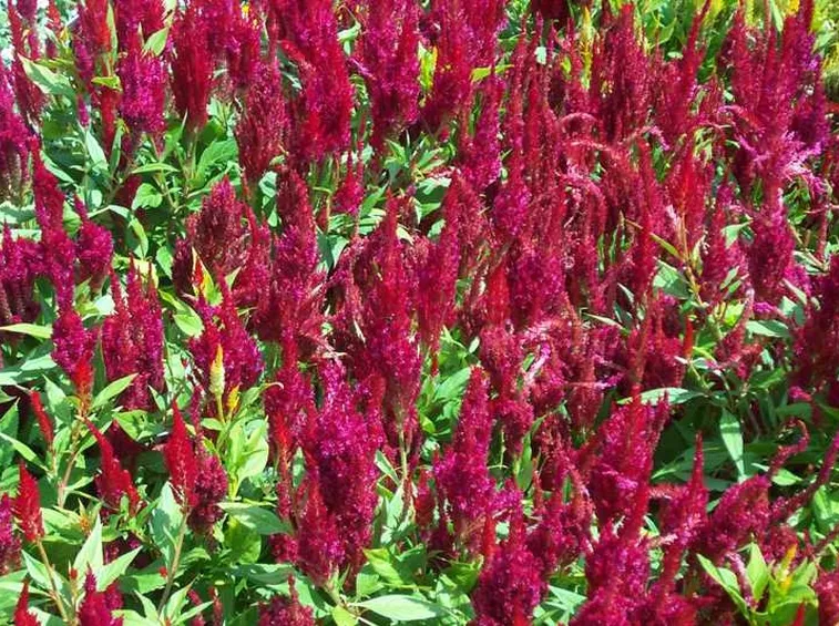 Celosia
