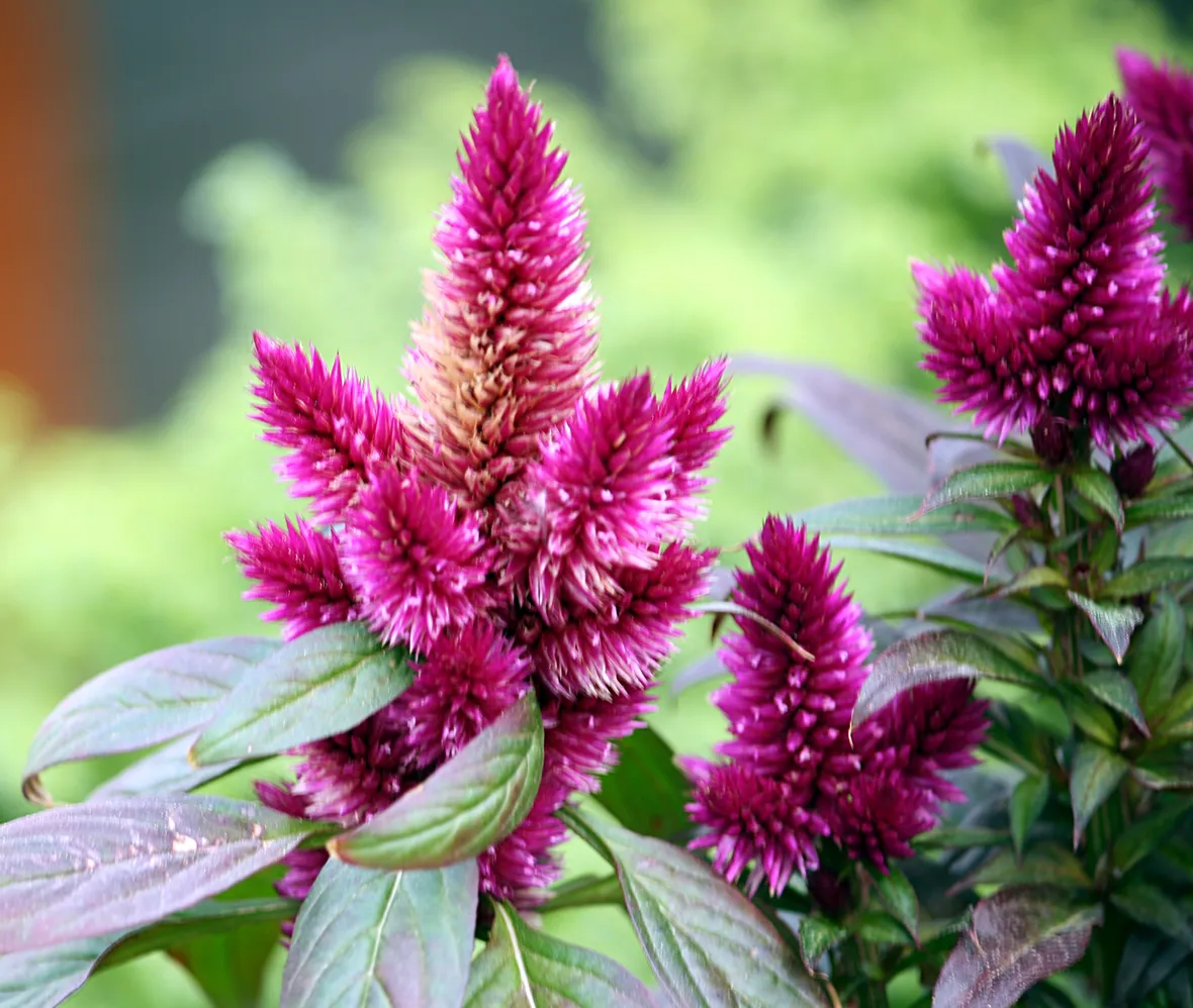 Celosia argentea