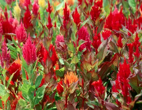 Celosia