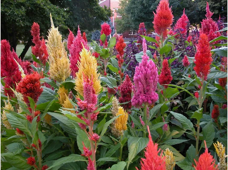 celosia