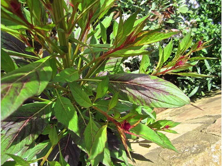 foglie celosia