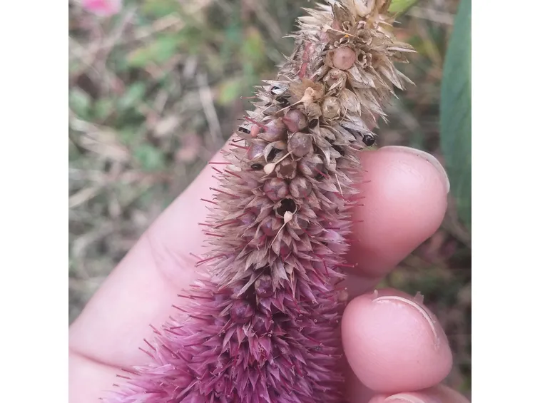 semi celosia