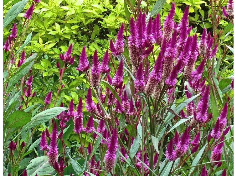 spicata