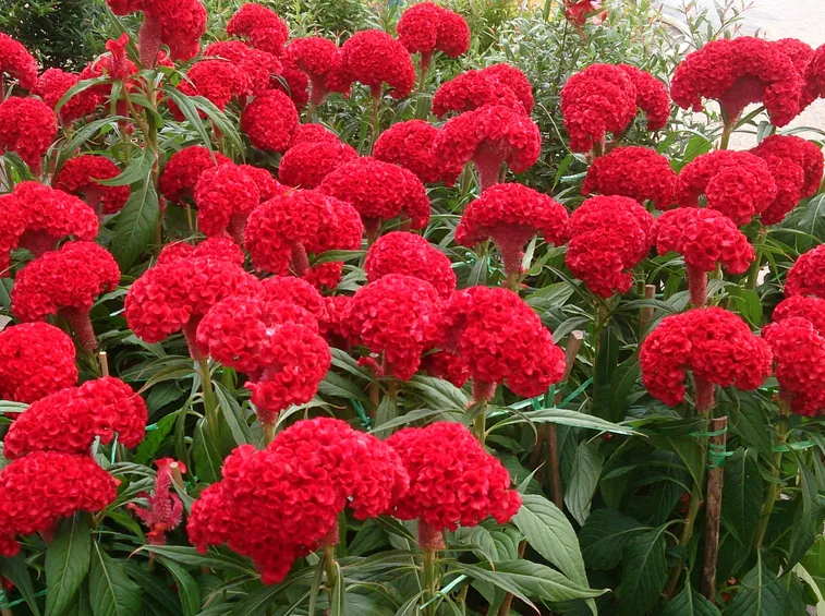 celosia cristata