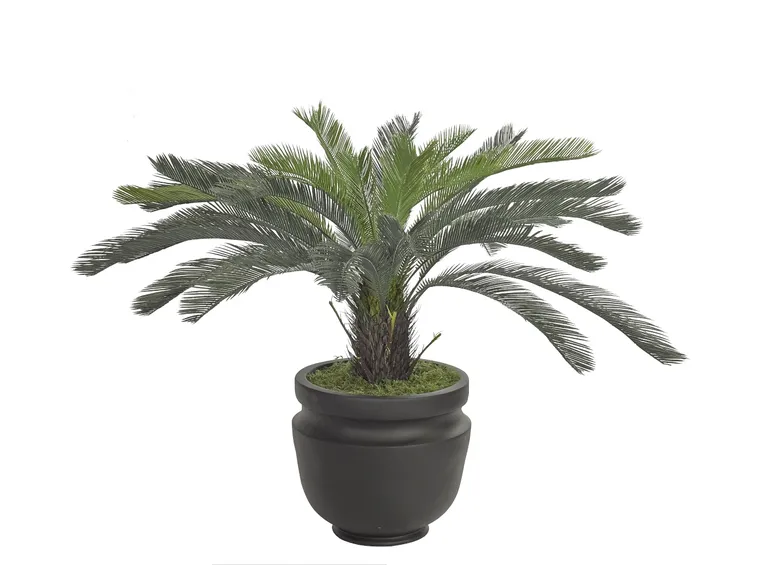 Cycas vaso