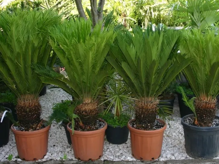 Piantina Cycas