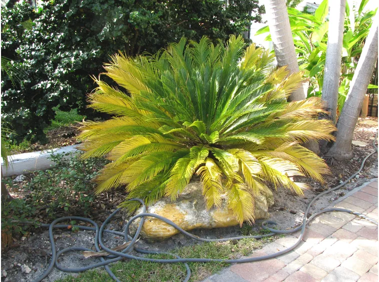 Cycas foglie gialle