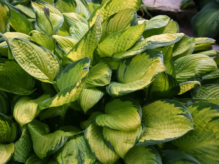 Hosta Gold Standard