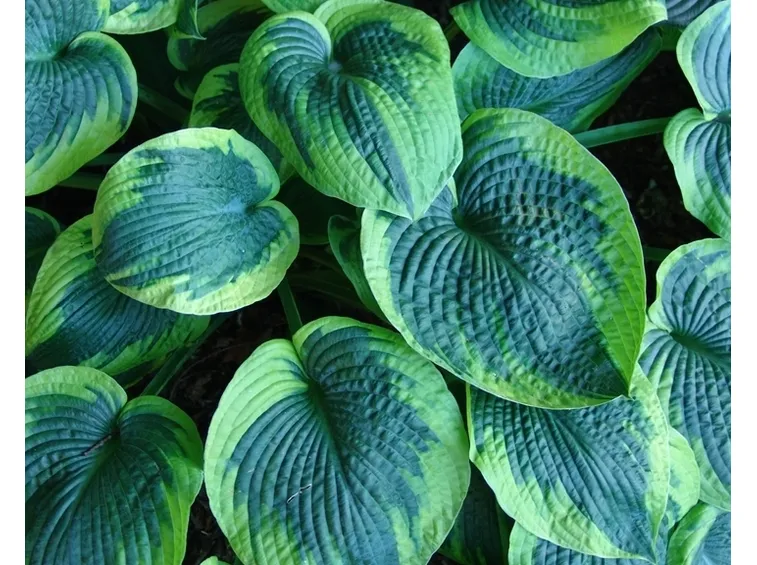 Hosta Tokudama Flavocircinalis