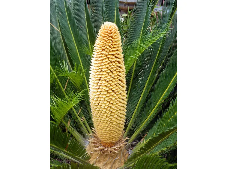 Fiore della Cycas maschio