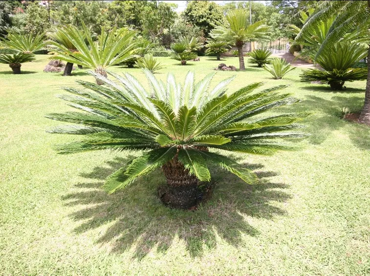 Cycas revoluta