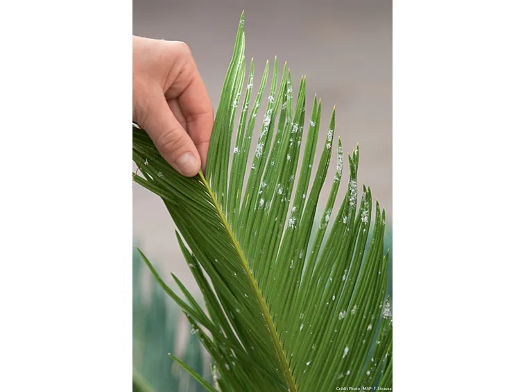 Foglia di Cycas attaccata da Cocciniglia farinosa
