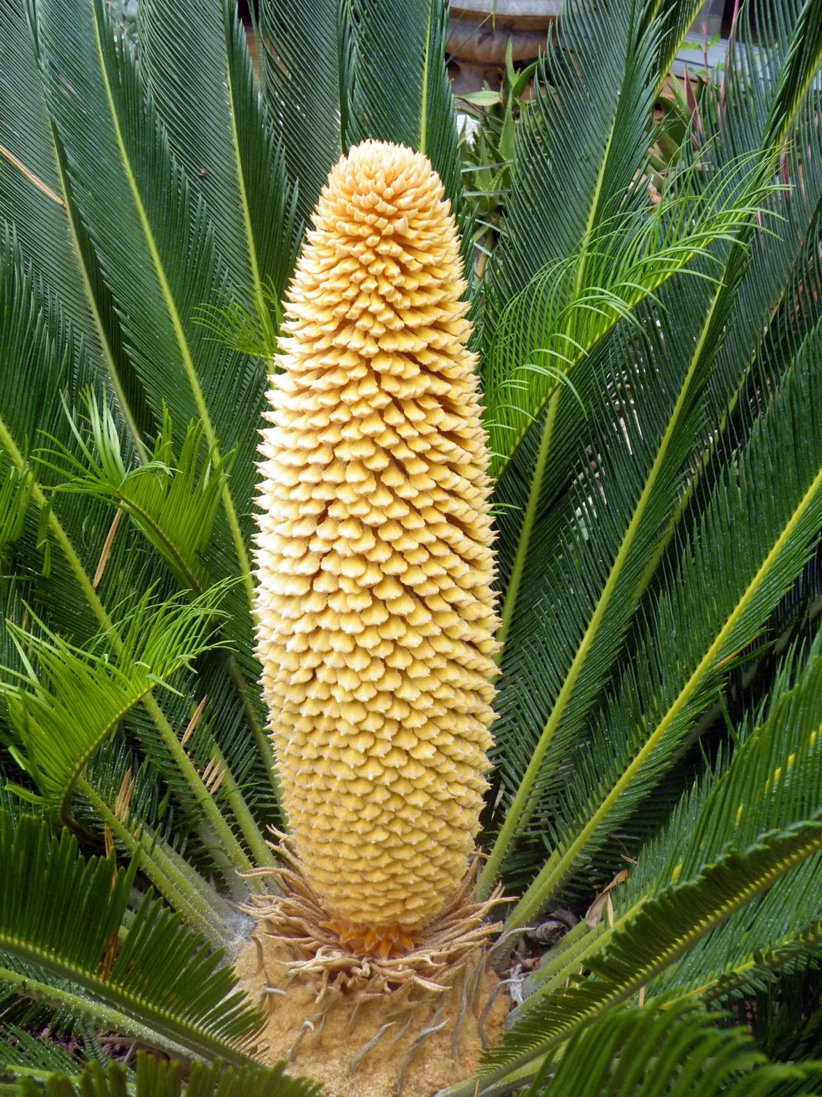 Fiore della Cycas maschio