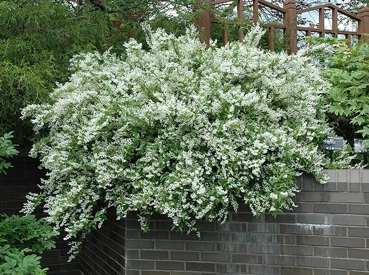 Arbusto deutzia