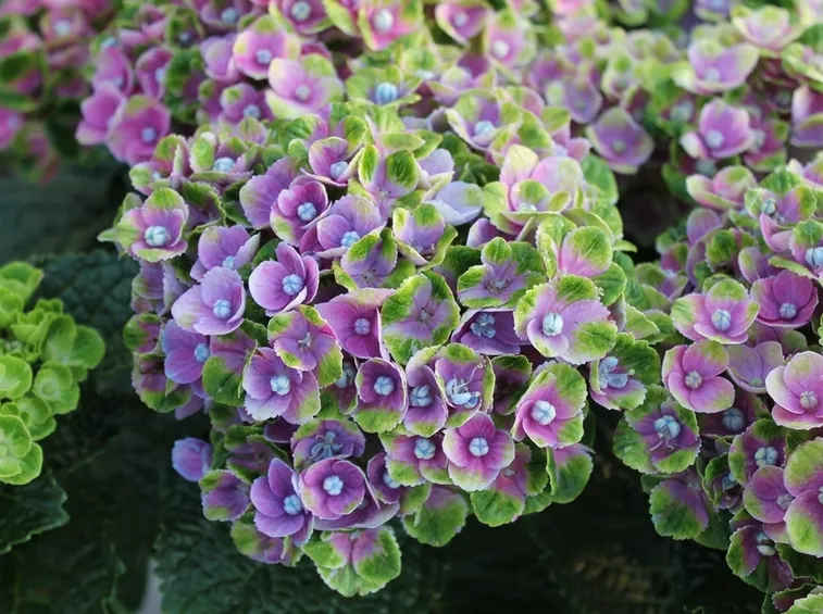 Fiori di ortensia