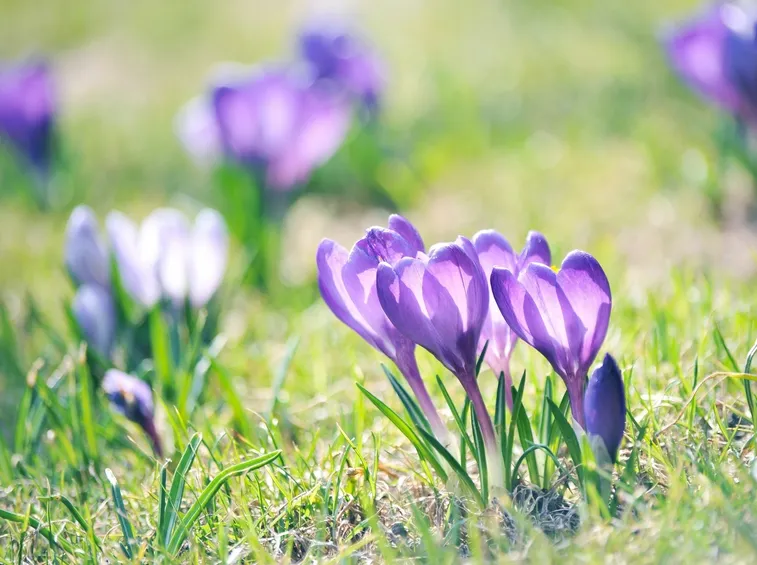 crocus