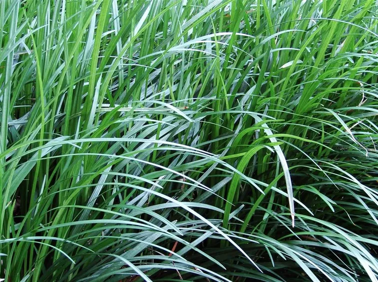 Cespi convallaria japonica