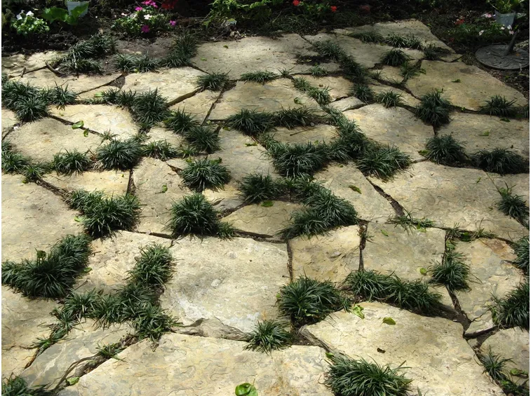 Vialetto giardino